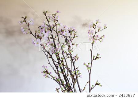 keio zakurcherry, keiou zakurcherry, botanic 2433657