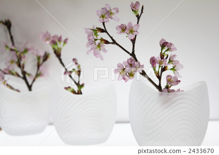 flower vase, keio zakurcherry, keiou zakurcherry 2433670