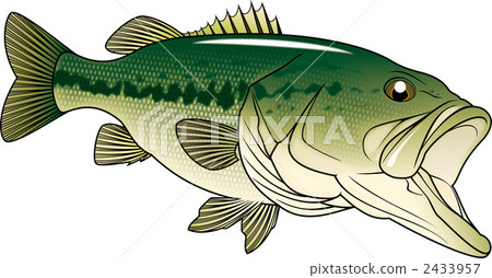 黑鱸 魚 淡水魚 2433957