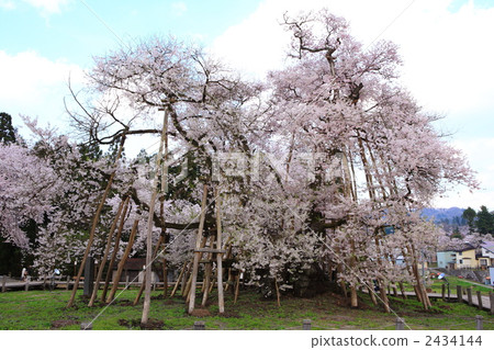 Oka cherry tree corridor Isa's Kubo cherry tree 2434144