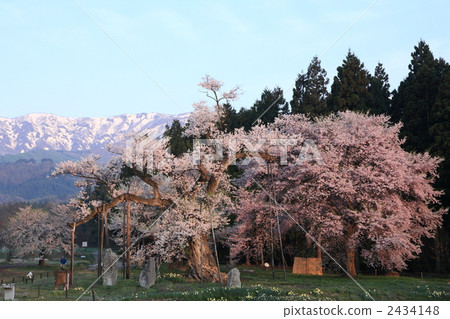 Oka櫻花觀察者櫻桃樹小河烤箱 Oka櫻花觀察者櫻桃樹小河烤箱 2434148