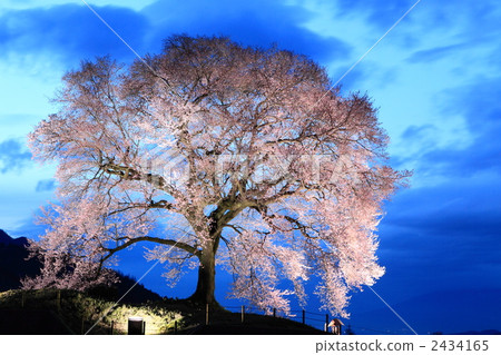 櫻花在土墩的晚上風景 櫻花在土墩的晚上風景 2434165