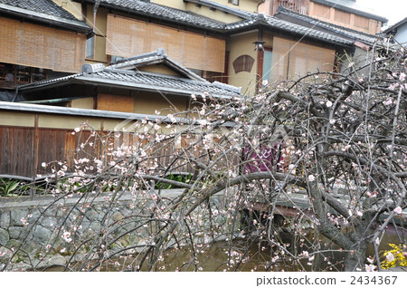 在京都祗園的白梅 在京都祗園的白梅 2434367