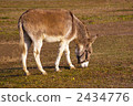 驢 臀部 陸上動物 2434776