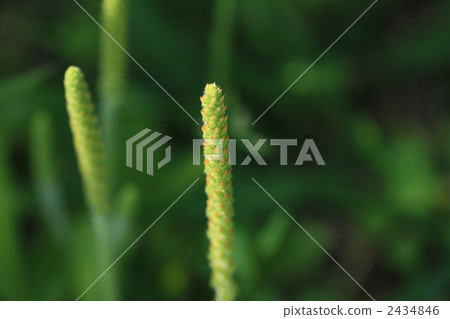 車前草 大葉子 芭蕉 2434846