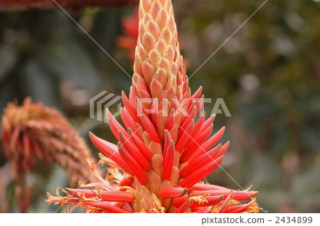 Kodachi蘆薈花 2434899