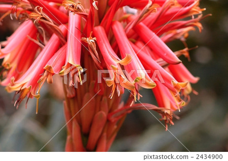 Kodachi蘆薈花 2434900