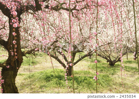 Tsukise Seime Plum Festival 2435034