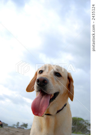 微笑的臉拉布拉多 微笑的臉拉布拉多 2435124