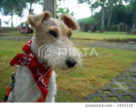 Wire Fox Terrier Wire Fox Terrier 2435138