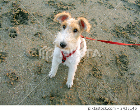 Wire Fox Terrier Wire Fox Terrier 2435146