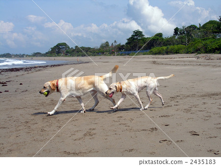 拉布拉多兄弟姐妹走在沙灘上 拉布拉多兄弟姐妹走在沙灘上 2435183