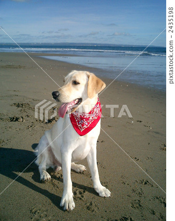 拉布拉多在海灘上 拉布拉多在海灘上 2435198