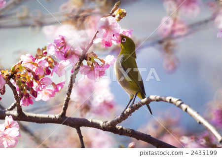 河津櫻花和mezzo 河津櫻花和mezzo 2435199