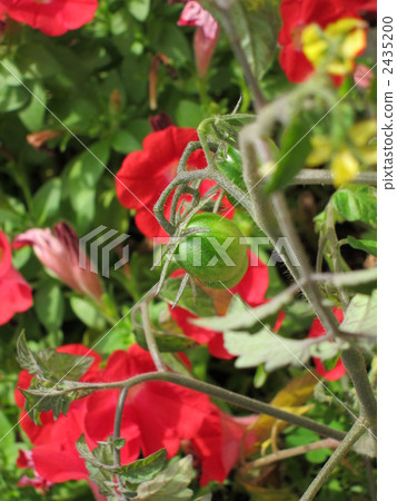 未成熟的迷你番茄 2435200