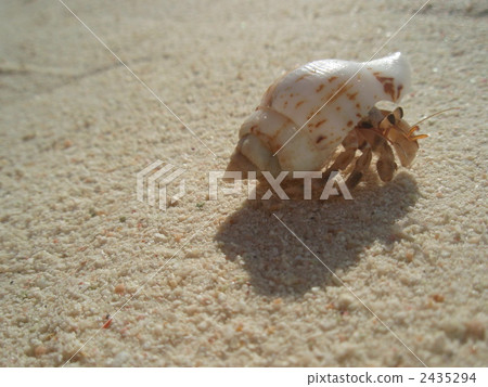 Hermit crab Hermit crab 2435294