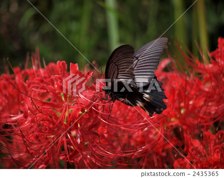 閃光金屬片 藍鳳蝶 鳳蝶 2435365