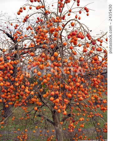 Persimmon Tree, persimmon fruit, japanese persimmon 2435430