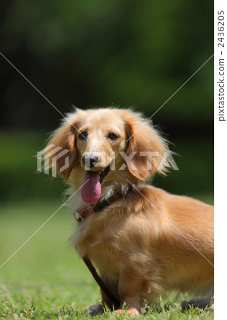 Park miniature dachs 2436205