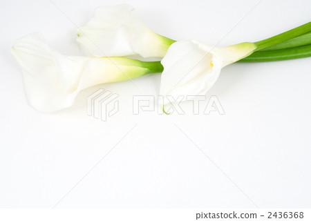 白色花 白色花 2436368