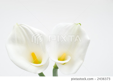 白色花 2436373