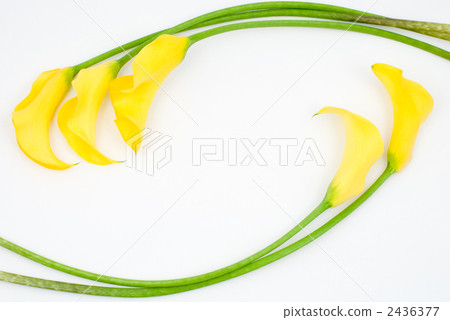 黃色花 2436377