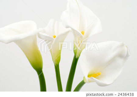White color flower 2436438