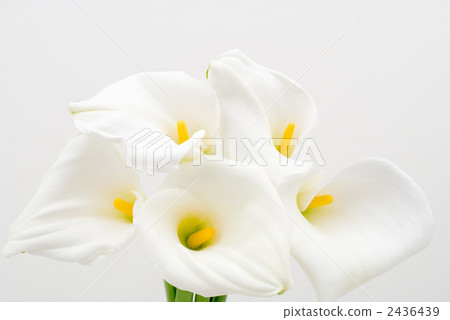 白色花 2436439
