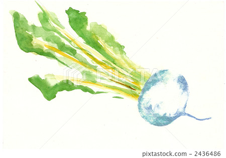 turnip, watercolour, watercolors 2436486