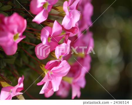 酢漿草 酢漿草 2436514