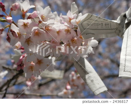 equinox sakura, rosebud cherry, spring cherry 2436817