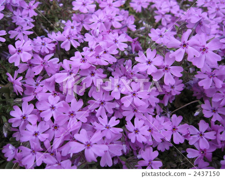 芝櫻 櫻花 粉紅色 2437150