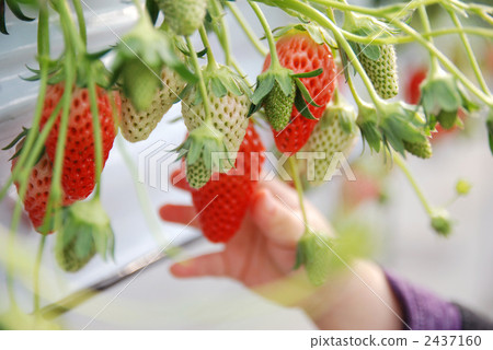 手草莓狩獵手 2437160