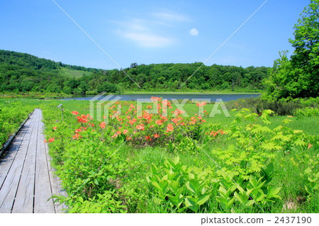 Fresh green Hachimantai Onuma and Lenzoe azalea Fresh green Hachimantai Onuma and Lenzoe azalea 2437190