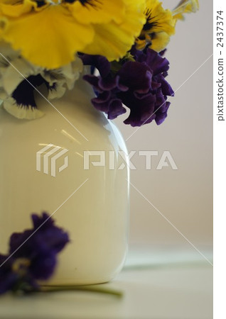 白花瓷磚 三色堇 切花 2437374