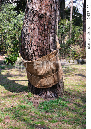 纏繞 纏繞 2437451