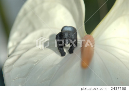 gorilla, gorillas, endangered species 2437568