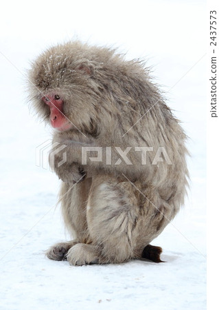 A monkey holding a knee 2437573