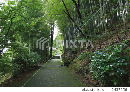 Nachi Kumano Taisha Shrine背部進場 2437956