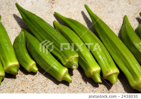 黃秋葵 黃秋葵 2438030