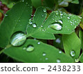 Leaves and water drops 2438233