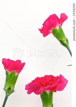 Carnation  2438284