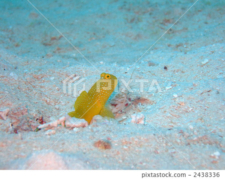 alpheus, lobster, prawn 2438336