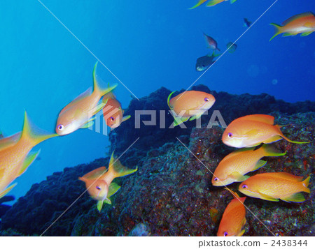 orange sea perch, saltwater fish, fish 2438344