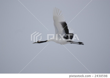 丹頂鶴 鶴 起重機 2438598