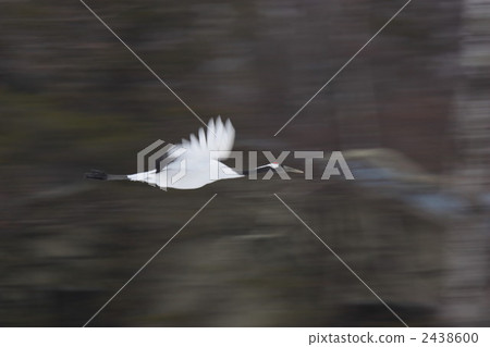 crane, red-crowned crane, hokkaido 2438600