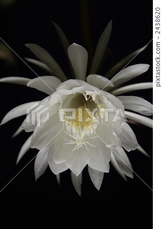The moon blooming in the night 2438620