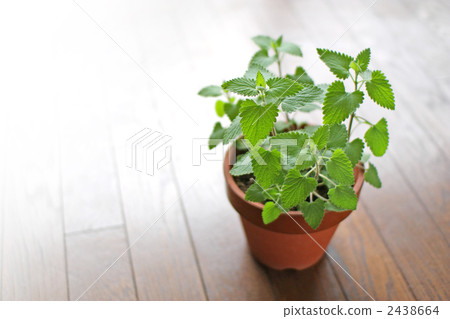 盆栽的草藥 2438664