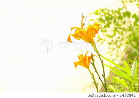 July Nokanzou · Lilyu 09 2438841