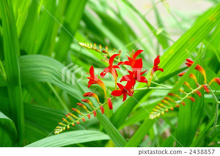 July Himehigusa suisen Iryaceae 10 July Himehigusa suisen Iryaceae 10 2438857